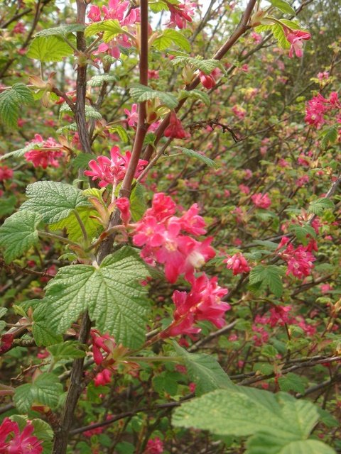 Ribes sanguineum 'King Eward VII' P6